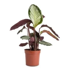 Calathea Picturata Argentea -Plants Sale Store Calathea picturata Argentea 12x40cm f9e1c73f 0528 4ecb 89e5 a410c7c34b6e