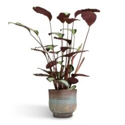 Aico Plant Pot - Shiny Blue 21 Aico Plant Pot - Shiny Blue -Plants Sale Store Calathea picturata Argentea 17x75cm Aico Plant Pot Shiny Blue 22x20cm