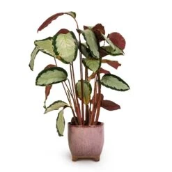 Calathea Picturata Argentea -Plants Sale Store Calathea picturata Argentea 17x75cm Kaat Plant Pot Old Pink 20x20cm 3ba3b349 b4d8 487f b68d 3d5c842fca7a