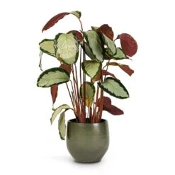 Zembla Plant Pot - Green 38 Zembla Plant Pot - Green -Plants Sale Store Calathea picturata Argentea 17x75cm Zembla Plant Pot Green 22x20cm