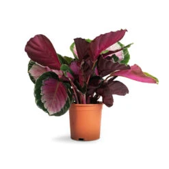 Calathea Picturata Crimson 18 Calathea Picturata Crimson -Plants Sale Store Calathea picturata Crimson 14x50cm 1
