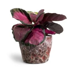 Calathea Picturata Crimson 17 Calathea Picturata Crimson -Plants Sale Store Calathea picturata Crimson 14x50cm Lava Couple Straight Relic Planter Pink 19x13cm