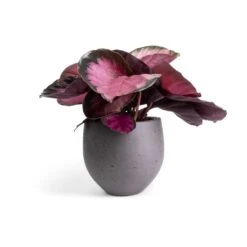 Calathea Picturata Crimson 19 Calathea Picturata Crimson -Plants Sale Store Calathea picturata Crimson 14x50cm Mini Orb Kevan Plant Pot Black Washed 18x15cm