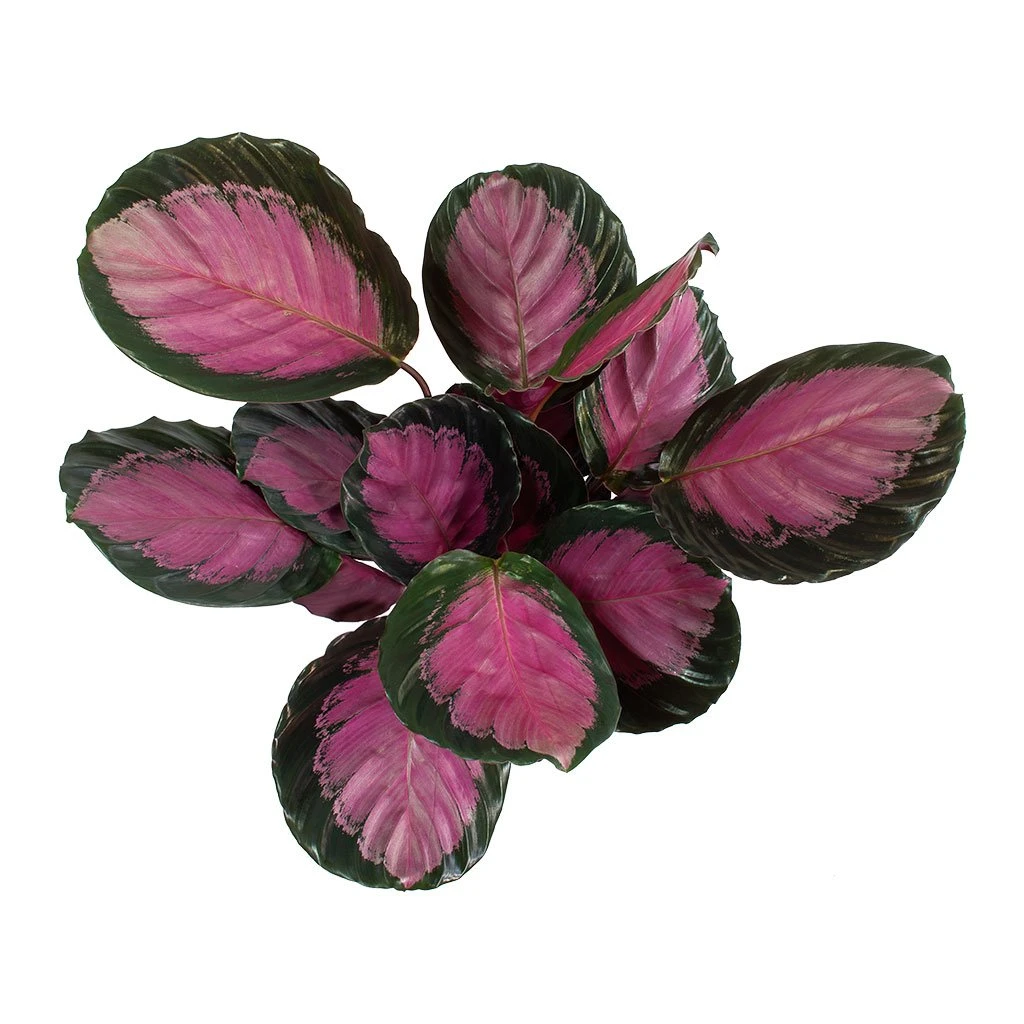 Calathea Picturata Crimson 4 Calathea Picturata Crimson - Image 2