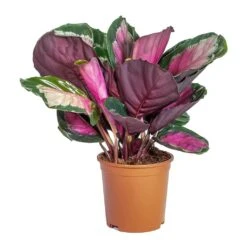 Calathea Picturata Crimson 20 Calathea Picturata Crimson -Plants Sale Store Calathea picturata Crimson Lighter