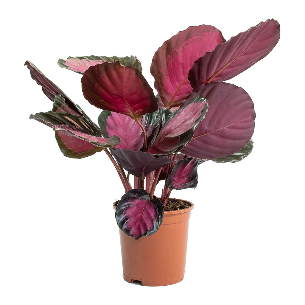 Calathea Picturata Crimson 7 Calathea Picturata Crimson - Image 5