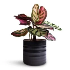 Calathea Roseopicta Cora -Plants Sale Store Calathea roseopicta Cora 12 x 35cm Hadleigh Plant Pot Charcoal 14 x 13cm