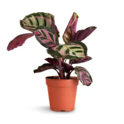 Calathea Roseopicta Cora -Plants Sale Store Calathea roseopicta Cora 12x35cm