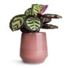 Calathea Roseopicta Cora -Plants Sale Store Calathea roseopicta Cora 12x35cm Remi Plant Pot Pink 18x19cm