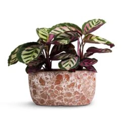 Calathea Roseopicta Cora -Plants Sale Store Calathea roseopicta Cora 12x35cm Two Plants Lava Oval Relic Plant Bowl Pink 31x18x15cm