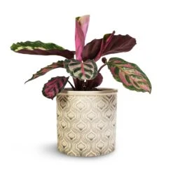 Calathea Roseopicta Cora -Plants Sale Store Calathea roseopicta Cora 12x35cm Venetian Plant Pot Grey 16x14cm