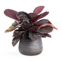 Calathea Roseopicta Dottie - Rose Painted Calathea -Plants Sale Store Calathea roseopicta Dottie Rose Painted Calathea 14x45cm Angle Darcy Plant Pot Anthracite 24x16cm e8f7101b 4cf9 4d8c b37d d85b29104dbc