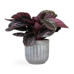 Calathea Roseopicta Dottie - Rose Painted Calathea -Plants Sale Store Calathea roseopicta Dottie Rose Painted Calathea 14x45cm Duncan Plant Pot Blue Gold 19x18cm 4a6b5430 f5ab 4875 b948 5cda29b15574
