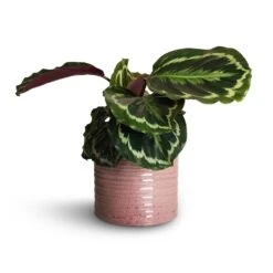 Hera Plant Pot - Purple -Plants Sale Store Calathea roseopicta Dottie Rose Painted Calathea 14x45cm Hera Plant Pot Purple 17x16cm 1 ccf5ae6f ec26 4ffe b7f0 3a98c047c2eb