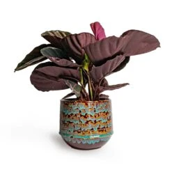 Calathea Roseopicta Dottie - Rose Painted Calathea -Plants Sale Store Calathea roseopicta Dottie Rose Painted Calathea 14x45cm Noud Plant Pot Marrakesh 20x17cm ab3f2272 b4a9 426a aa0d 299504f8331f