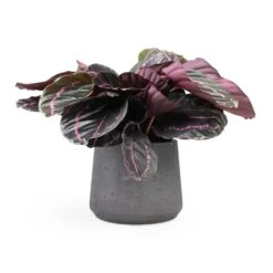 Calathea Roseopicta Dottie - Rose Painted Calathea -Plants Sale Store Calathea roseopicta Dottie Rose Painted Calathea 14x45cm Patt Plant Pot Black Washed 20x17cm