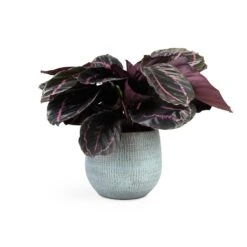 Calathea Roseopicta Dottie - Rose Painted Calathea -Plants Sale Store Calathea roseopicta Dottie Rose Painted Calathea 14x45cm Ryan Plant Pot Blue Gold 18x16cm
