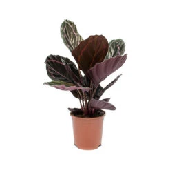 Calathea Roseopicta Dottie - Rose Painted Calathea -Plants Sale Store Calathea roseopicta Dottie Rose Painted Calathea