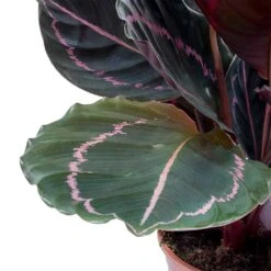 Calathea Roseopicta Dottie - Rose Painted Calathea -Plants Sale Store Calathea roseopicta Dottie Rose Painted Calathea Leaves