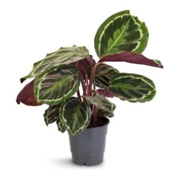 Calathea Roseopicta Medallion -Plants Sale Store Calathea roseopicta Medallion 12x30cm