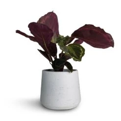 Calathea Roseopicta Medallion -Plants Sale Store Calathea roseopicta Medallion 12x30cm Patt Plant Pot White Washed 16x14cm fbc7d081 09f9 45b9 b10f 6977d0f2daf1