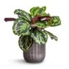 Calathea Roseopicta Medallion