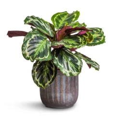 Calathea Roseopicta Medallion