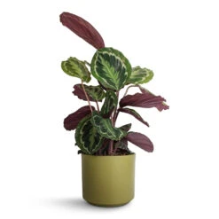 Calathea Roseopicta Medallion -Plants Sale Store Calathea roseopicta Medallion 19x70cm Prague Plant Pot Olive 20x18cm 87d807aa 1163 4009 a06c 122257e2ca9e