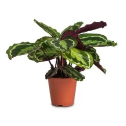 Calathea Roseopicta Medallion -Plants Sale Store Calathea roseopicta Medallion 19x70cm cc3e27f7 50ad 4697 9b17 9f4f5c32e896