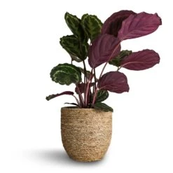 Cody Plant Pot - Straw Grass 41 Cody Plant Pot - Straw Grass -Plants Sale Store Calathea roseopicta Medallion 19x80cm Cody Plant Pot Straw Grass 27x26cm 03966e9f 767b 4dcb bef0 f2fef6fc43c3