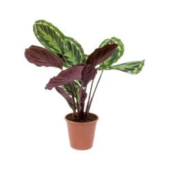 Calathea Roseopicta Medallion -Plants Sale Store Calathea roseopicta Medallion