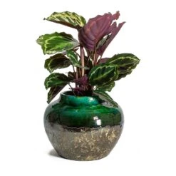Lindy Jar Plant Pot - Black Green -Plants Sale Store Calathea roseopicta Medallion Lindy Jar Plant Pot Black Green