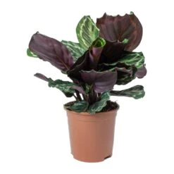 Calathea Roseopicta Medallion -Plants Sale Store Calathea roseopicta Medallion Small