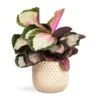 Calathea Roseopicta Rosy - Rose Painted Calathea -Plants Sale Store Calathea roseopicta Rosy Rose Painted Calathea 12x35cm Bolino Plant Pot Mint 18x15cm