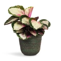 Calathea Roseopicta Rosy - Rose Painted Calathea 15 Calathea Roseopicta Rosy - Rose Painted Calathea -Plants Sale Store Calathea roseopicta Rosy Rose Painted Calathea 12x35cm Nelis Plant Basket Green 16x16cm