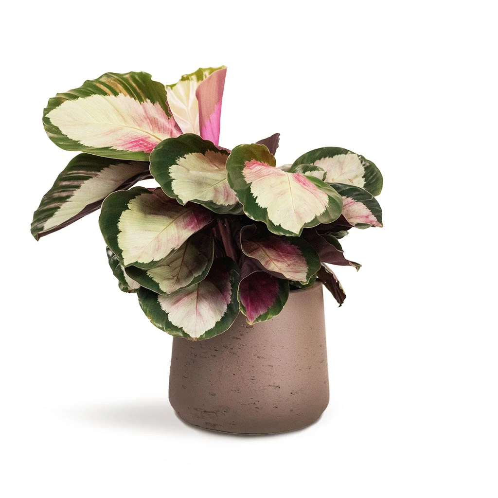Calathea Roseopicta Rosy - Rose Painted Calathea 8 Calathea Roseopicta Rosy - Rose Painted Calathea - Image 6