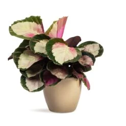 Calathea Roseopicta Rosy - Rose Painted Calathea 14 Calathea Roseopicta Rosy - Rose Painted Calathea -Plants Sale Store Calathea roseopicta Rosy Rose Painted Calathea 12x35cm Sven Plant Pot Mint 15x12cm