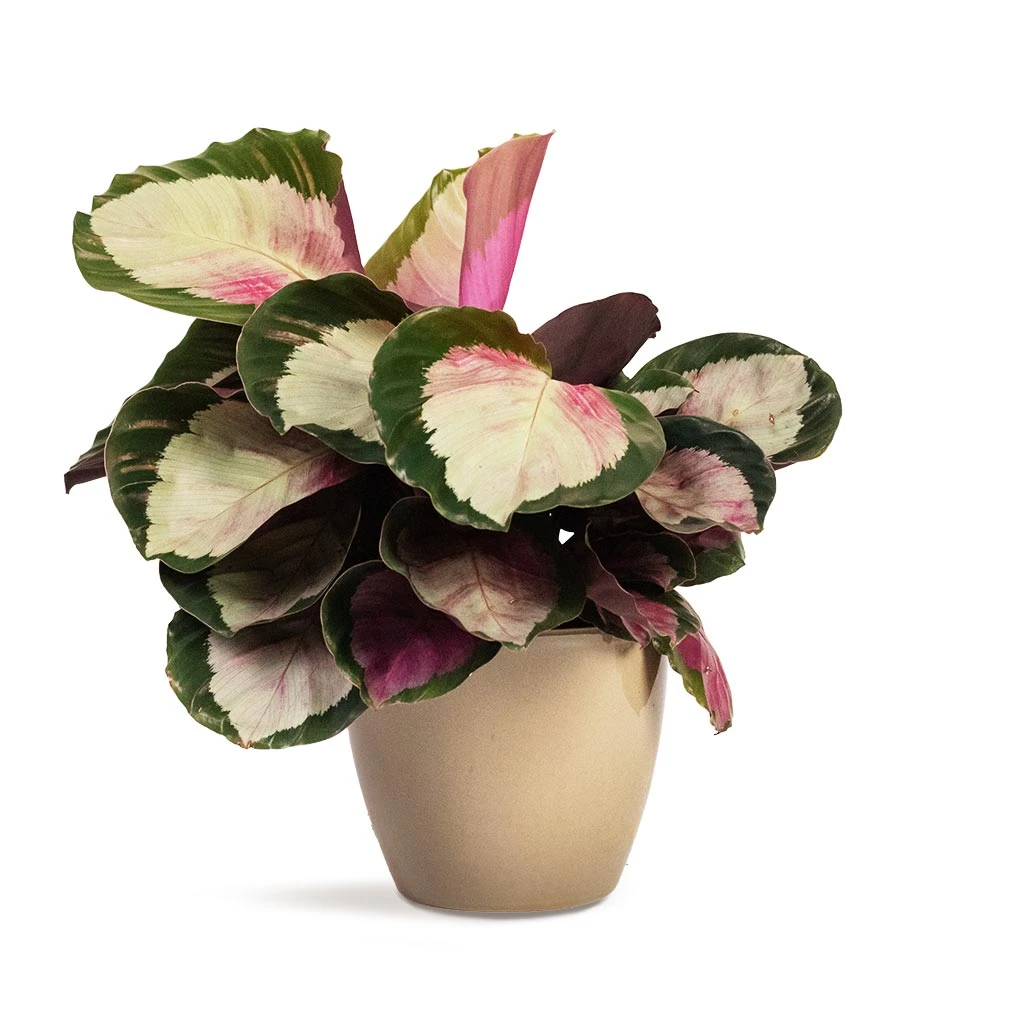Calathea Roseopicta Rosy - Rose Painted Calathea 6 Calathea Roseopicta Rosy - Rose Painted Calathea - Image 4