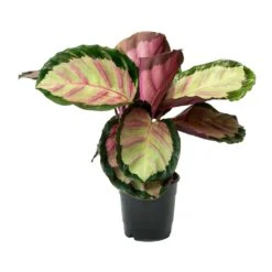 Calathea Roseopicta Rosy - Rose Painted Calathea 13 Calathea Roseopicta Rosy - Rose Painted Calathea -Plants Sale Store Calathea roseopicta Rosy Rose Painted Calathea