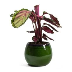 Calathea Roseopicta Rosy - Rose Painted Calathea 17 Calathea Roseopicta Rosy - Rose Painted Calathea -Plants Sale Store Calathea roseopicta Rosy Rose Painted Calathea Charlotte Plant Pot Green