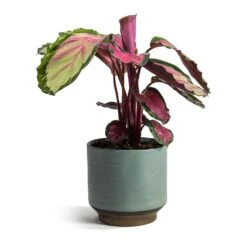 Calathea Roseopicta Rosy - Rose Painted Calathea 18 Calathea Roseopicta Rosy - Rose Painted Calathea -Plants Sale Store Calathea roseopicta Rosy Rose Painted Calathea Suze Plant Pot Blue