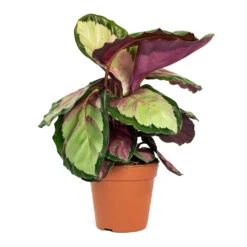Calathea Roseopicta Silvia - Rose Painted Calathea -Plants Sale Store Calathea roseopicta Silvia Rose Painted Calathea 12cm New