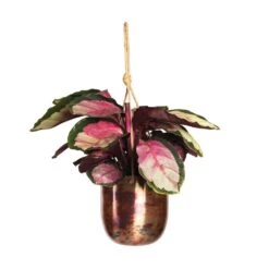 Calathea Roseopicta Silvia - Rose Painted Calathea -Plants Sale Store Calathea roseopicta Silvia Rose Painted Calathea 12x35cm Kian Hanging Metal Planters Set3 Sky Burn 95bd757d 61e5 4408 96a6 8a3073dabd23