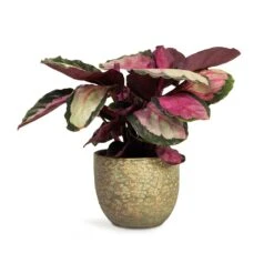 Calathea Roseopicta Silvia - Rose Painted Calathea -Plants Sale Store Calathea roseopicta Silvia Rose Painted Calathea 12x35cm Rinca Plant Pot Shiny Green 15x13cm 168fb22d e512 4eb6 85bd e96d443a4385