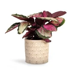 Calathea Roseopicta Silvia - Rose Painted Calathea -Plants Sale Store Calathea roseopicta Silvia Rose Painted Calathea 12x35cm Venetian Plant Pot Grey 16x14cm d4ada3d5 c170 4458 af16 ee2905f63089