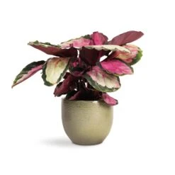 Calathea Roseopicta Silvia - Rose Painted Calathea -Plants Sale Store Calathea roseopicta Silvia Rose Painted Calathea 12x35cm Zembla Plant Pot Green 15x13cm