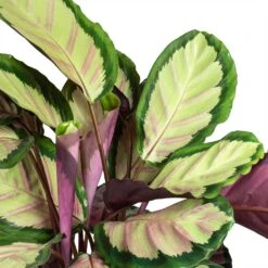 Calathea Roseopicta Silvia - Rose Painted Calathea -Plants Sale Store Calathea roseopicta Silvia Rose Painted Calathea Leaves