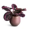 Calathea Roseopicta Surprise Star - Rose Painted Calathea