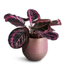 Lydia Plant Pot - Shiny Purple -Plants Sale Store Calathea roseopicta Surprise Star Rose Painted Calathea 14x30cm Lydia Plant Pot Shiny Purple 18x16cm 4b025fa9 a14d 47e0 ae0c 217b25fe851b