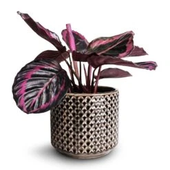 Calathea Roseopicta Surprise Star - Rose Painted Calathea 11 Calathea Roseopicta Surprise Star - Rose Painted Calathea -Plants Sale Store Calathea roseopicta Surprise Star Rose Painted Calathea 14x30cm Thies Plant Pot Anthracite 17x15cm